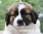 развъдник за МОСКОВСКА СТРАЖЕВАЯ - WWW.DOGKENNELBG.COM продава кученца внос от Русия-Молдова, от родословно потекло, с татуировка, Евро-паспорт,...