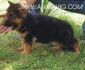 развъдник за НЕМСКА ОВЧАРКА стандартна - WWW.DOGKENNELBG.COM продава кученца внос от Сърбия, от родословно потекло, с татуировка, Евро-паспорт,...