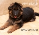 НЕМСКА ОВЧАРКА дългокосместа -развъдник за кучета WWW.DOGKENNELBG.COM продава кученца внос от Сърбия, от родословно потекло, с татуировка,...