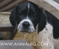 ПОЙНТЕР Английски -развъдник за кучета WWW.DOGKENNELBG.COM продава кученца на 85дни внос от Сърбия, от родословно потекло, с татуировка,...