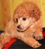 мини - ПУДЕЛ Френски (височина 23-33см. в зряла възраст) -развъдник за кучета WWW.DOGKENNELBG.COM продава кученца на 2 мес. внос от Русия-Молдова,...