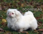 ПЕКИНЕЗ миниатюрен (тегло в зряла възраст около 2 кг.) -развъдник за кучета WWW.DOGKENNELBG.COM продава кученца на 2 месеца внос от Русия-Молдова,...