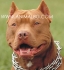 развъдник за ПИТБУЛ Териер - WWW.DOGKENNELBG.COM продава кученца с различни цветове, "Ред Нос" и "Блу Нос", внос от Унгария, от...