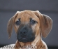 РИДЖБЕК Родезийски за лов (кръвоследник) -развъдник за кучета WWW.DOGKENNELBG.COM продава кученца внос от Унгария, от родословно потекло, с...
