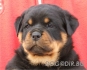развъдник за РОТВАЙЛЕР - WWW.DOGKENNELBG.COM продава кученца внос от Чехия, от родословно потекло, с татуировка, Евро-паспорт, имунизации, купирани...
