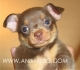 супер мини Руски ТОЙ ТЕРИЕР късокосмест "Джудже-играчка" (тегло в зряла възраст около 1,5 кг.) -развъдник за кучета WWW.DOGKENNELBG.COM...