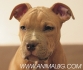 СТАФОРШИРСКИ Териер Американски -развъдник за кучета WWW.DOGKENNELBG.COM продава кученца с различни цветове, "Ред Нос" и "Блу...