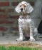 СЕТЕР Английски -развъдник за кучета WWW.DOGKENNELBG.COM продава кученца внос от Сърбия, от родословно потекло, с татуировка, Евро-паспорт,...