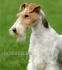 дългокосмест ФоксТериер (острокосмест) -развъдник за кучета WWW.DOGKENNELBG.COM продава кученца внос от Сърбия, от родословно потекло, с...