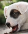 ФоксТериер гладкокосмест (късокосмест) -развъдник за кучета WWW.DOGKENNELBG.COM продава кученца на 2 мес. внос от Сърбия, от родословно потекло, с...