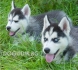 ХЪСКИ Сибирско -развъдник за кучета WWW.DOGKENNELBG.COM продава кученца със сини очи, внос от Словакия, от родословно потекло, с татуировка,...