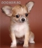 дългокосмести ЧИ ХУА ХУА (МИНИ, височина в зряла възраст до 20см., тегло 1,5кг.) -развъдник за кучета WWW.DOGKENNELBG.COM продава кученца ЧиХуаХуа...