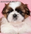 ШИ ТЦУ - мини - мини - мини порода (Джудже-тегло в зряла възраст 2-3кг.) -развъдник за кучета WWW.DOGKENNELBG.COM продава кученца внос от Чехия, от...