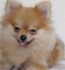 миниатюрен ШПИЦ Немски (мини размер, достигат до 4кг. в зряла възраст) -развъдник за кучета WWW.DOGKENNELBG.COM продава кученца на 2,5мес., от...