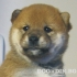 ШИБА ИНУ - мини - мини Японска порода (тегло в зряла възраст 8-10кг. и височина около 34см.) -развъдник за кучета WWW.DOGKENNELBG.COM продава...