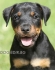 развъдник за ЯгдТериер - WWW.DOGKENNELBG.COM продава кученца внос от Сърбия, от родословно потекло, с татуировка, Евро-паспорт, имунизации,...