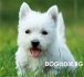 МИНИ породи Териери Развъдник за кучета WWW.DOG-BG.NET продава :: Австралийски Силки Териер ,,, Джак Ръсел Териер ,,, Йоркширски Териер ,,, Бостън...