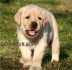 Развъдник за кучета WWW.DOG-BG.NET продава породите :: БулТериер ,,, Стафорширски Териер ,,, Питбул Териер ,,, Тибетски Териер ,,, Ирландски червен...