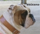 СтароАнглийски БУЛДОГ ---тази порода и хит в Америка -развъдник WWW.DOG-BG.NET продава малки кученца обезпаразитени, с паспорт. Възможен оглед на...
