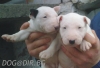 м и н и   Б У Л Т Е Р И Е Р  --развъдник  WWW.DOG-BG.NET  продава малки кученца родени в България, обезпаразитени, с паспорт.  Много подходящ за...