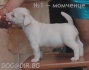 Джак Ръсел Териер ПАРСЪН -развъдник WWW.DOG-BG.NET продава кученца, с купирани опашки, обезпаразитени, с паспорт. Много популярна порода, активно и...