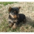 мини бижу Австралийски Териер --развъдник   WWW.DOG-BG.NET   продава малки кученца обезпаразитени, с паспорт. МИНИ порода куче идеална за...