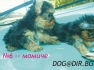 ЙОРКШИРСКИ ТЕРИЕР  стандартен тип от развъдник   WWW.DOG-BG.NET   продава малки кученца родени в България. Височина около 23см. в зряла възраст....
