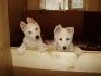 ЛОВНО куче ЛАЙКА Сибирска -развъдник   WWW.DOG-BG.NET   продава кученца на 45 дни, обезпаразитени, с паспорт. Кученцата са произведени в BG,...