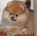 мини ПОМЕРАН оригинален с къси муцунки -развъдник  WWW.DOG-BG.NET продава срамежливи бебета, с какаова окраска " MILK & CACAO ''...