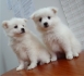 кучета ШПИЦ  Немски (тегло в зряла възраст 6-8кг.) --развъдник   WWW.DOG-BG.NET   продава малки кученца родени в България, обезпаразитени. Тази...