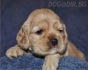Американски КОКЕР Шпаньол -развъдник    WWW.DOG-BG.NET   продава малки кученца с отличен екстериор, сметаново-златиста окраска, с отрязани опашки,...
