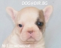 ФРЕНСКИ БУЛДОГ -развъдник   WWW.DOG-BG.NET   продава малки кученца със различни окраски. Имаме с цвят бял и също с рядко срещан цвят ''FAWN'' -цвят...