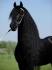 красива седем години стар Фризийски кон за осиновяване