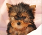 супер миниатюрни ЙОРКШИРСКИ Териери (джудже-Играчка) -малки кученца родени в България в...