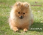 кученца  ШПИЦ  Немски (тегло в зряла възраст 6-8кг.) -малки кученца родени в България в...