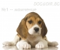 мини БИГЪЛ (декоративен - "Елизабет") --малки кученца родени в България в...