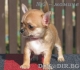 МИНИ  ЧиХуаХуа късокосмести -малки кученца родени в България в развъдник