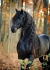 прекрасна черна кобила фризски се нуждае от нов дом