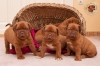 Дог от Бордо кученца с изключително родословие са за продажба