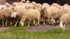 Овцевъдна ферма търси работници