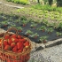 Мулчиращо фоло за ягоди и марули Пловдив