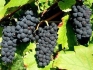 Продавам грозде – винени сортове – Памид, Каберне совиньон