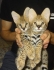 caracal, serval, savannah , lynx kitten 